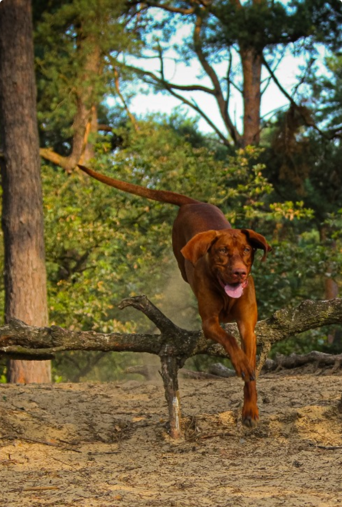 hondentraining Mi Perro, trainen voor succes, hondencoach Sandra Rijckenberg