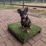 Mi Perro - trainen voor succes, placeboard training, hondentrainer, Overdinkel, Overijssel