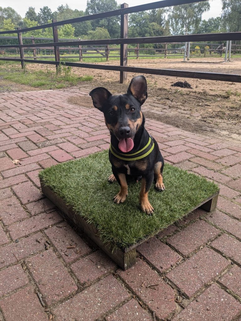 Mi Perro - trainen voor succes, placeboard training, hondentrainer, Overdinkel, Overijssel