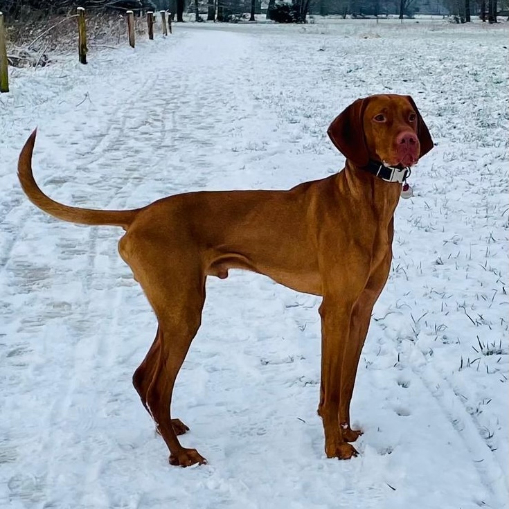 Mi Perro - trainen voor succes, review, Sandra Rijckenberg Hondentrainer