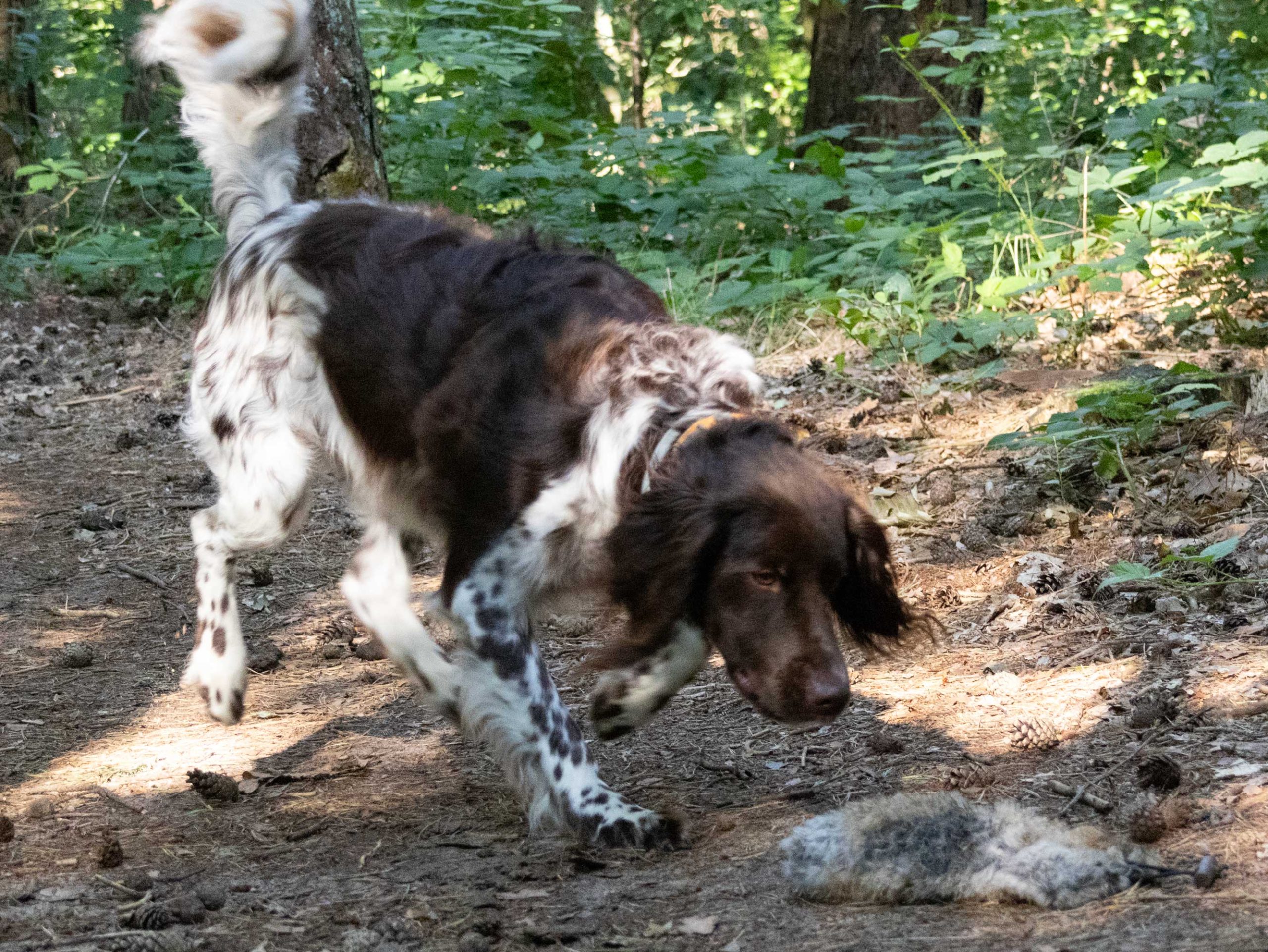 Mi Perro - trainen voor succes! Review hondentraining