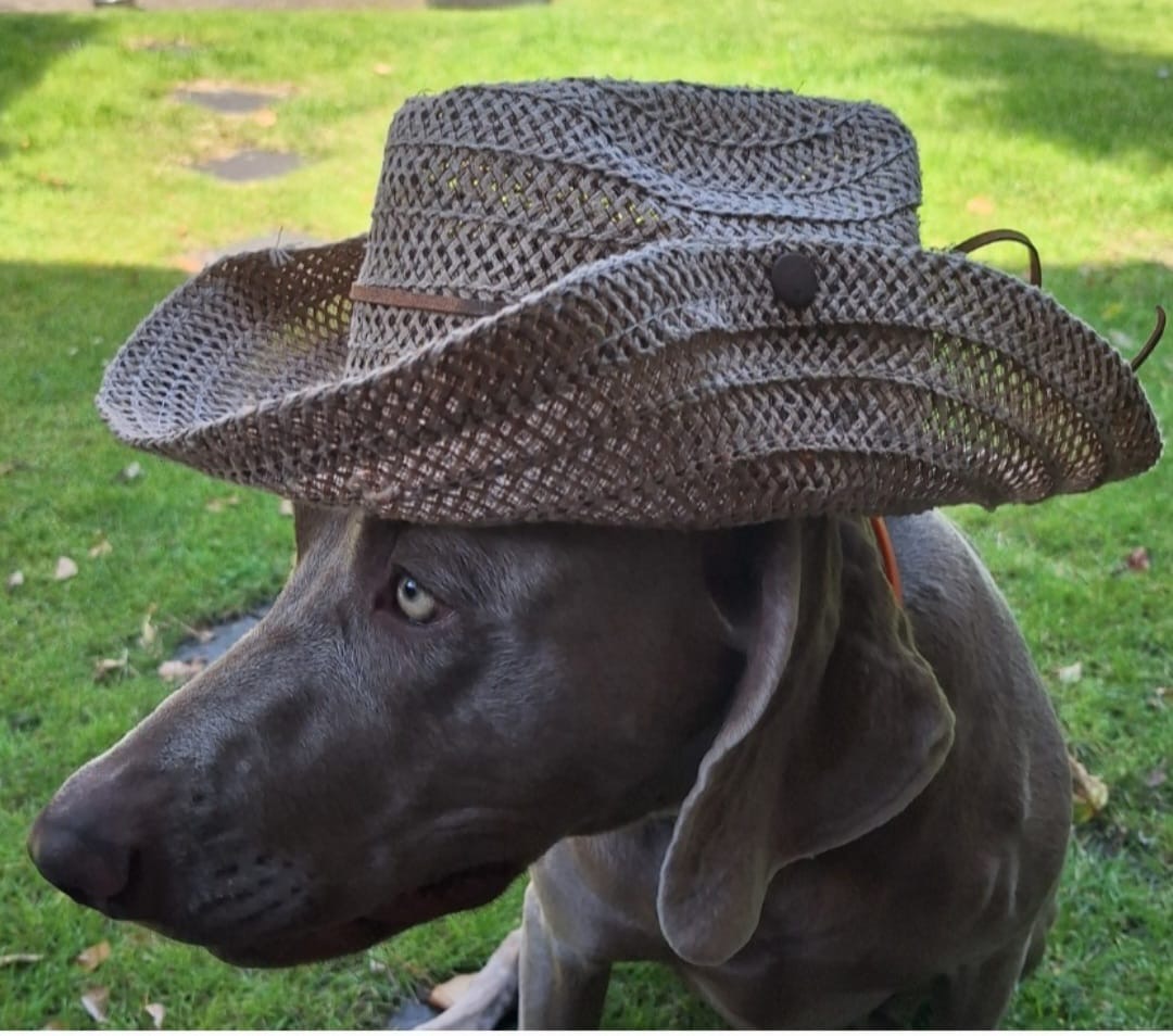 Mi Perro - trainen voor succes, review, Sandra Rijckenberg Hondentrainer