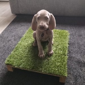 Blog placebord 2 Train uw hond, tools, tricks, Mi Perro - trainen voor succes!